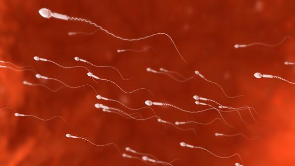 9 неща, които не знаете за сперматозоидите