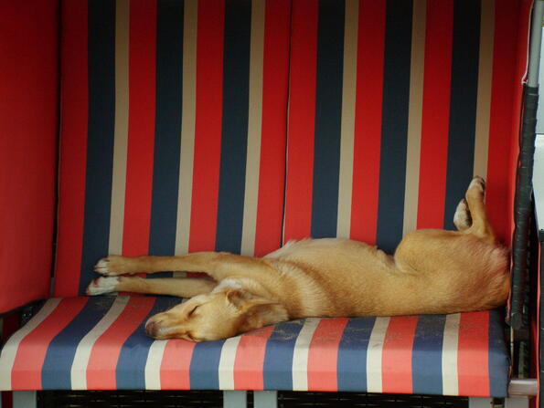 10 факта за животинското похъркване 10 факта за животинското похъркване