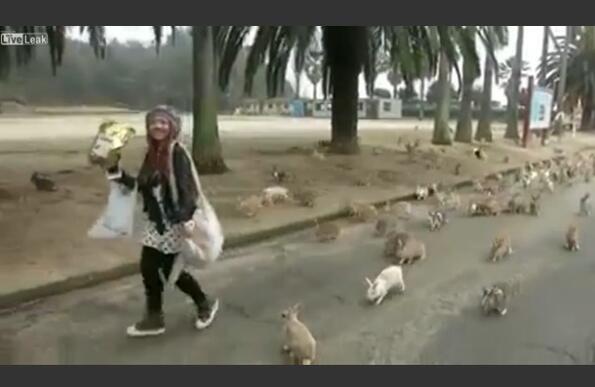 ВИДЕО: Да те преследват стотина зайци