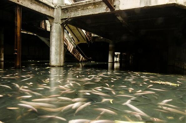 Молът, който принадлежи на рибите