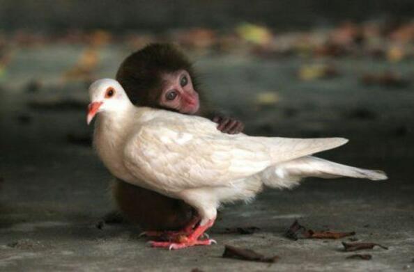 9 трогателни примера на дружба между животни
