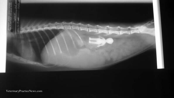 Най-странните предмети, откривани от ветеринари в телата на животни