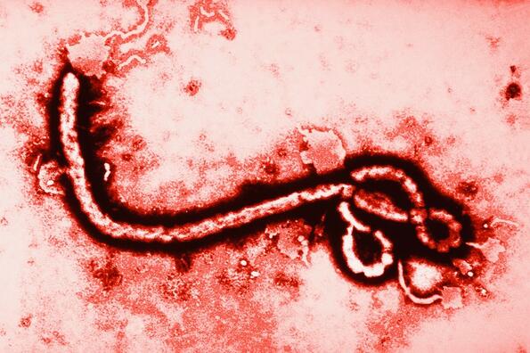 9 имунизиращи факта за вируса Ебола