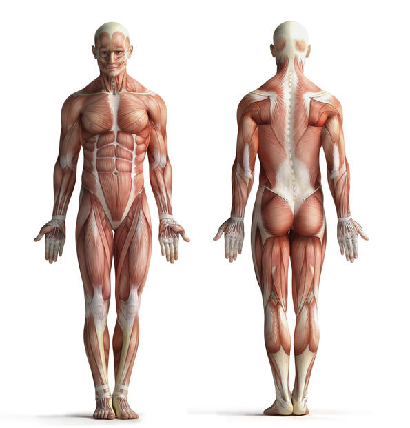Любопитни факти за човешкото тяло в GIF-чета