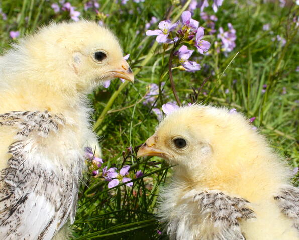 10 изненадващо интересни факта за пилетата