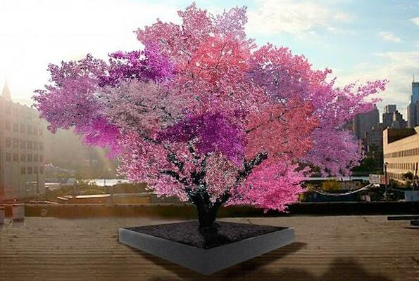 Най-цветното дърво на земята