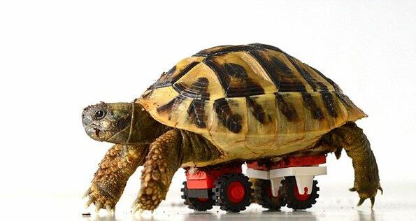 Да си направиш жива LEGO-костенурка