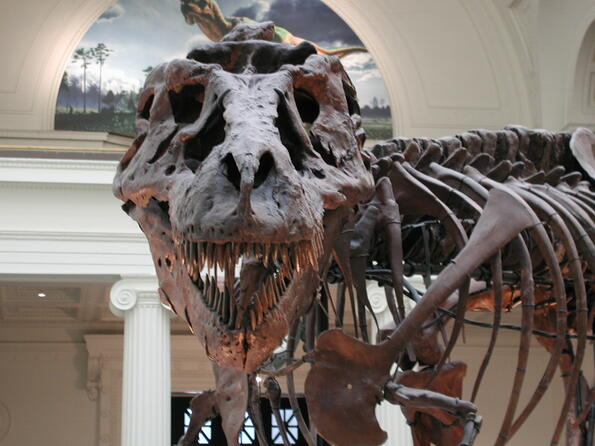 10 интересни факта за Тиранозавър рекс