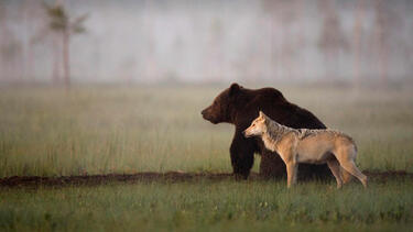Едно невероятно приятелство между мечка и вълк