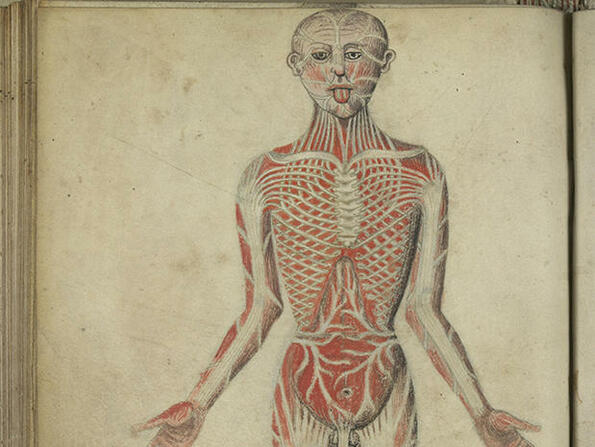 Анатомия на човешкото тяло от 15 в. (СНИМКИ)