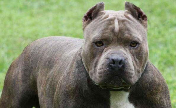 7 породи кучета, които незаслужено се смятат за убийци