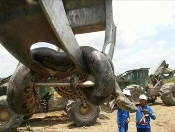 Бразилски работници попаднаха на най-голямата змия в света