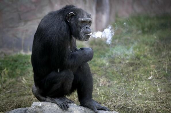 Шимпанзе, което пуши цигари, е новата атракция в Северна Корея