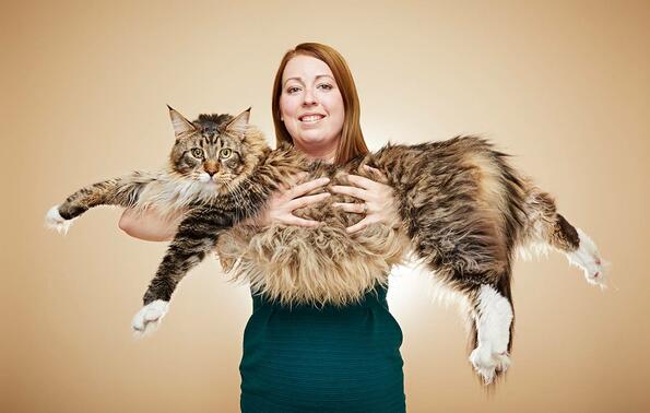 Това е най-голямата домашна котка в света