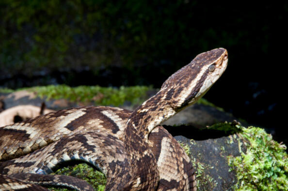 Оптическа илюзия на седмицата: къде е огромната змия?