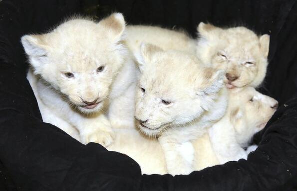 В зоопарка на Магдебург се родиха 4 чисто бели лъвчета