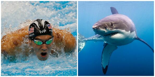 Олимпийският шампион по плуване Майкъл Фелпс се състезава с бяла акула!