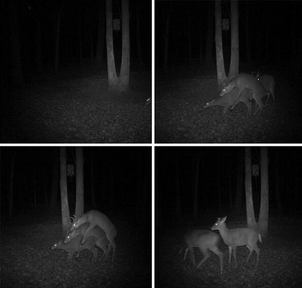 <p>Ловците често поставят камери в гората, които засичат всяко движение и автоматично го заснемат. Също така се използват и за фотографиране на животинския свят, за да си наблюдават дивите животни по безопасен начин. </p>
<p>Ами, ето какво са заснели!</p>