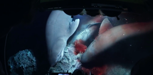 Апарат засне уникални кадри как се хранят акулите на 700 метра! Те са възмутени!