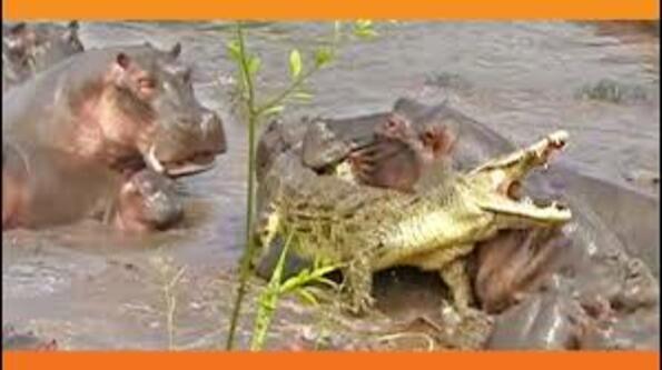 30 хипопотама срещу крокодил!