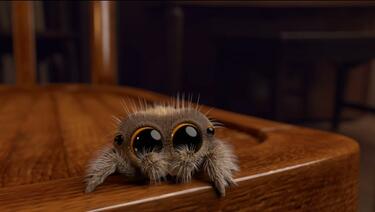 Това ли е най-сладкият паяк на света?