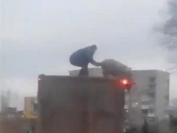 Защо един украинец преследваше прасе върху камион?!