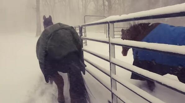 Целият Интернет се смее на реакцията на тези коне, които излизат на снега