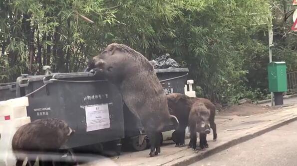 Огромни диви прасета смениха уличните кучета в Хонконг