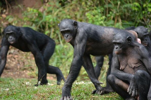 Общият език на жестовете между бабуините и шимпанзетата