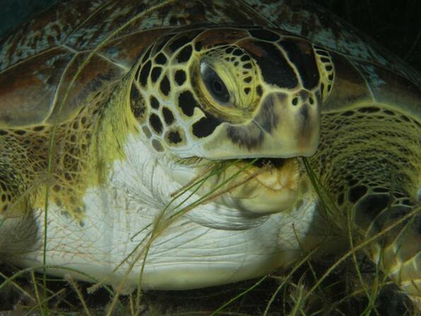Тайните подводни ливади на костенурките