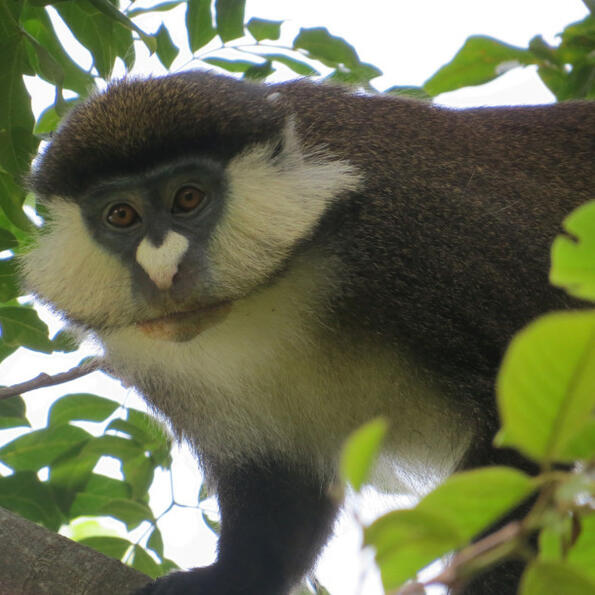 Палави маймунки създадоха нова хибридна популация от примати