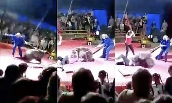 Шокиращо видео на циркова мечка, нападаща своя дресьор