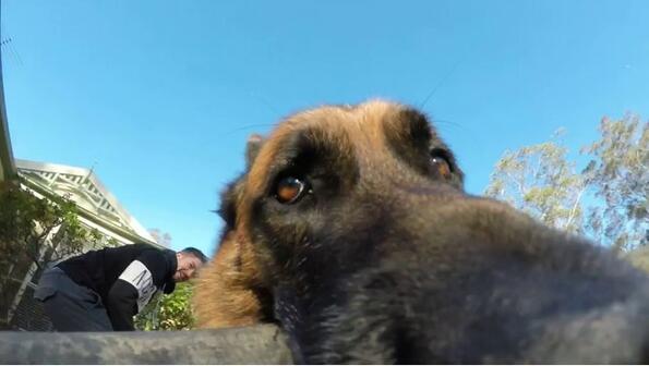 Куче открадна GoPro камерата на собственика си!