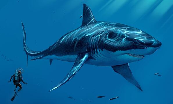 Мъж откри зъбите на акула, два пъти размерите на Голямата бяла акула