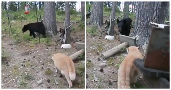 Истинска руска котка ловува мечка!
