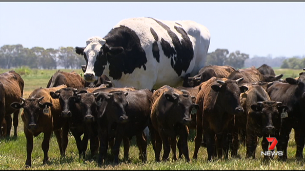 Огромна крава се отърва да стане на стекове, просто защото е Огромна