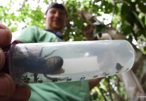 Откриха гигантска пчела, която се смяташе за изчезнала от десетилетия
