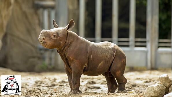 Виж как изглежда едно очарователно бебе носорог!