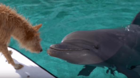 Как си общуват делфините и кучетата?