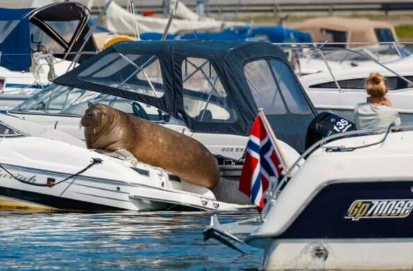 680-килограмов морж потапя лодки в Норвегия 680-килограмов морж потапя лодки в Норвегия