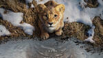 Един лъв променя живота ни завинаги с „Муфаса: Цар Лъв“ през декември само в кината