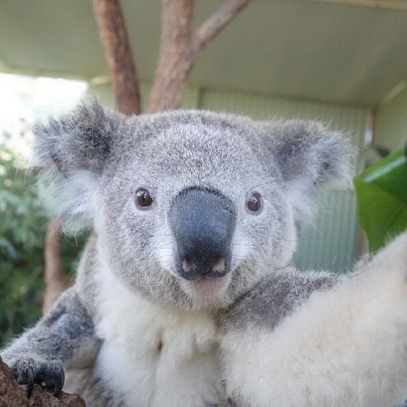 Тези коали са луди по селфитата (СНИМКИ)