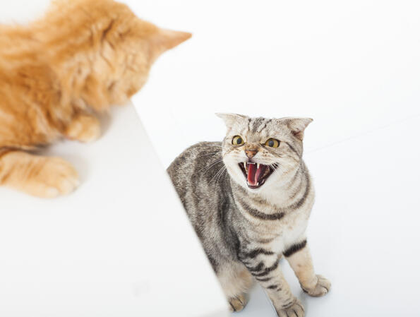 15 истини, които собствениците на зли котки знаят