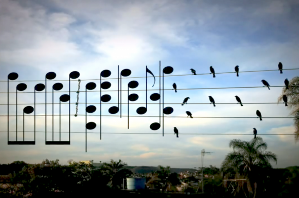 Музика от птици, накацали по електрическите жици (ВИДЕО)