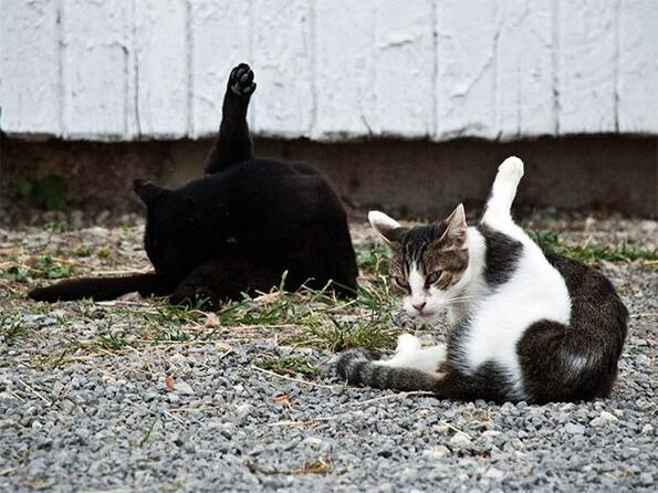 13 котки, хванати в крачка, докато си ближат подопашковото пространство