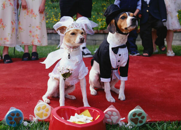 Снимки от животинските сватби по цял свят