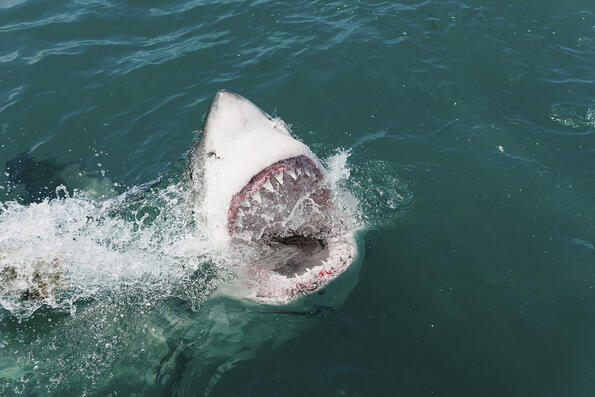 Най-шокиращите неща, намирани в стомаха на акула