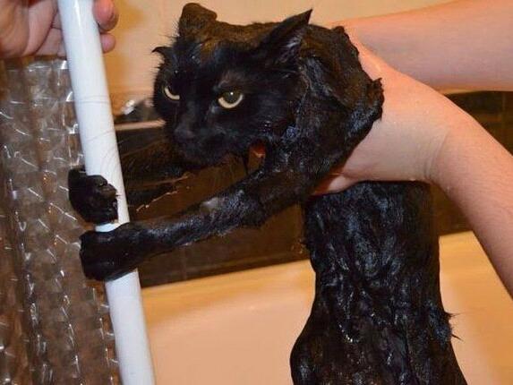 13 котки, които очевидно ненавиждат къпането