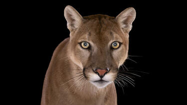 Диви животни, които гледат право в обектива