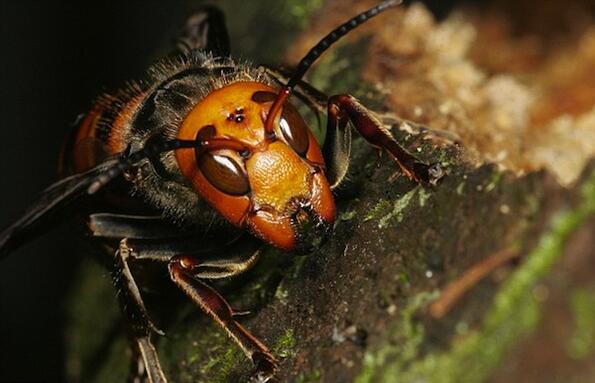 Едни от най-отровните насекоми в света